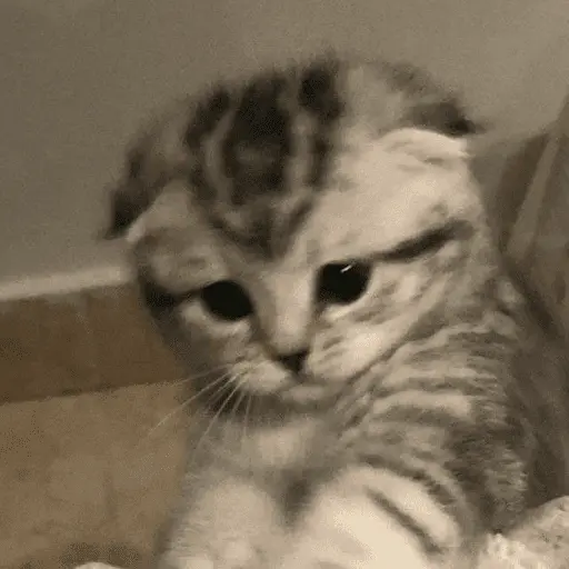 KUCING ANGRY😡😡