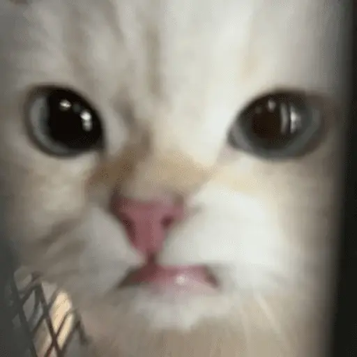 KUCING ANGRY😡😡