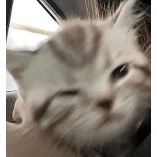 KUCING ANGRY😡😡