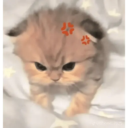 KUCING ANGRY😡😡