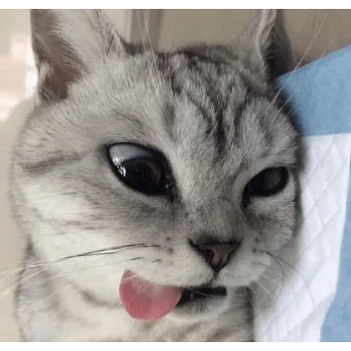 KUCING ANGRY😡😡