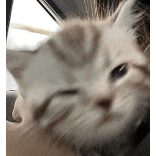 KUCING ANGRY😡😡 preview