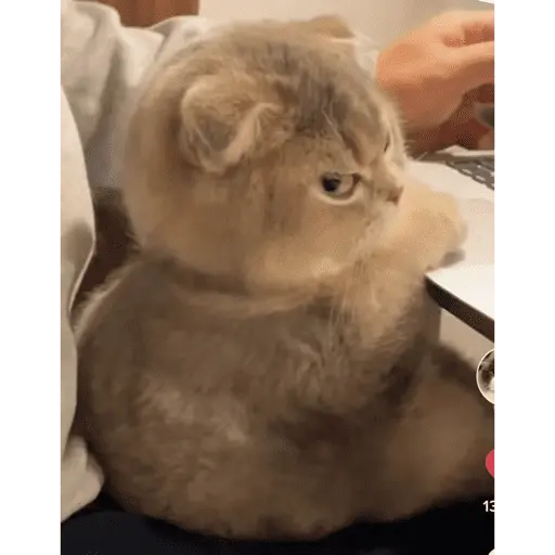 KUCING ANGRY😡😡