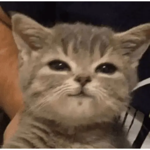 KUCING ANGRY😡😡