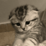 KUCING ANGRY😡😡