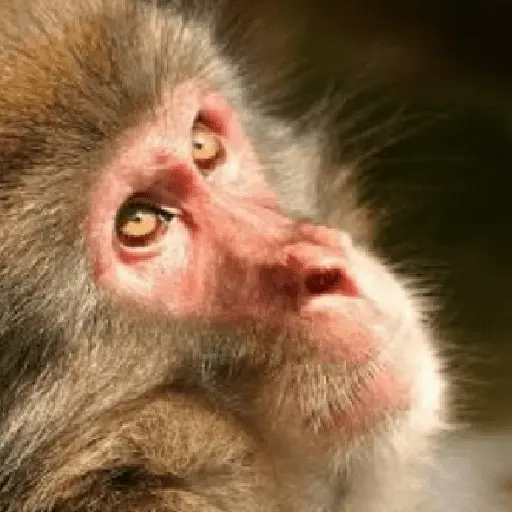🍌 🐒 Monos Monitos🐒🍌