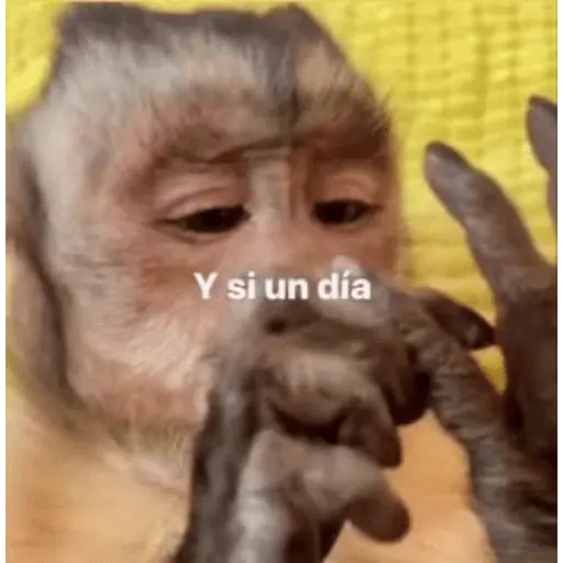 🍌 🐒 Monos Monitos🐒🍌