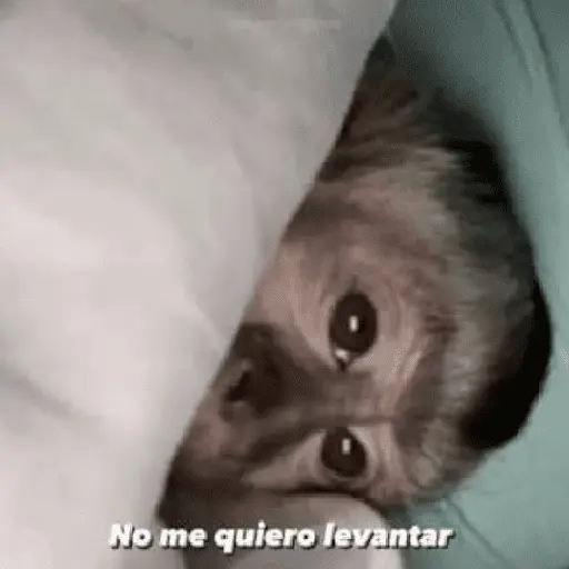 🍌 🐒 Monos Monitos🐒🍌