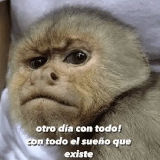 🍌 🐒 Monos Monitos🐒🍌
