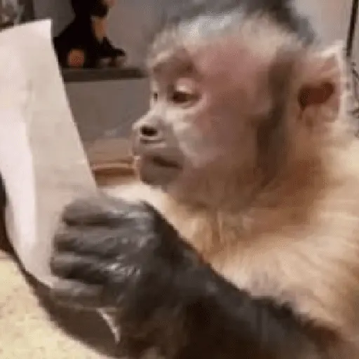 🍌 🐒 Monos Monitos🐒🍌