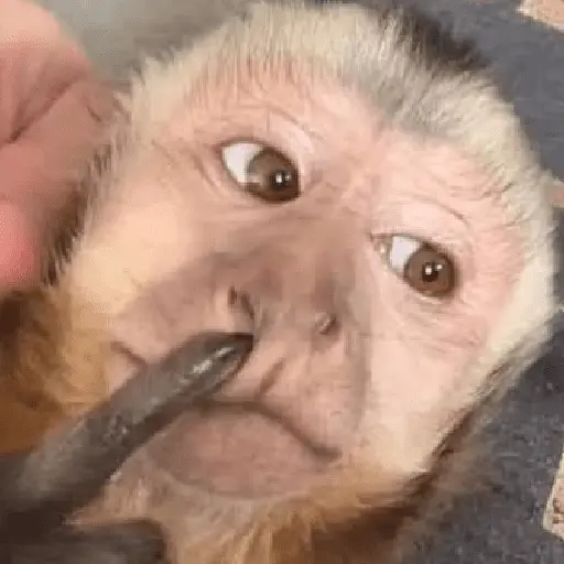 🍌 🐒 Monos Monitos🐒🍌