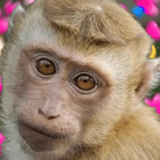 🍌 🐒 Monos Monitos🐒🍌