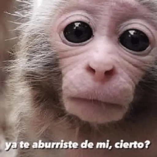 🍌 🐒 Monos Monitos🐒🍌