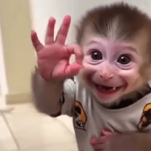 monos monitos 😎
