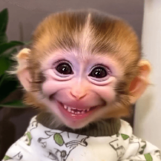 monos monitos 😎 preview