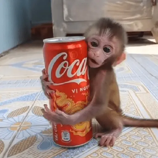 monos monitos 😎