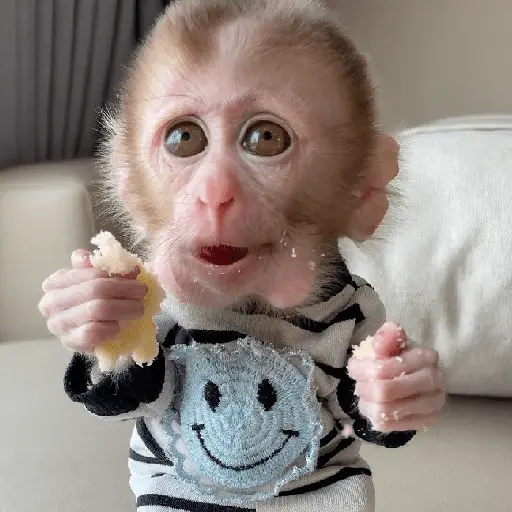 monos monitos 😎