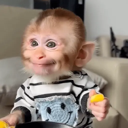 monos monitos 😎