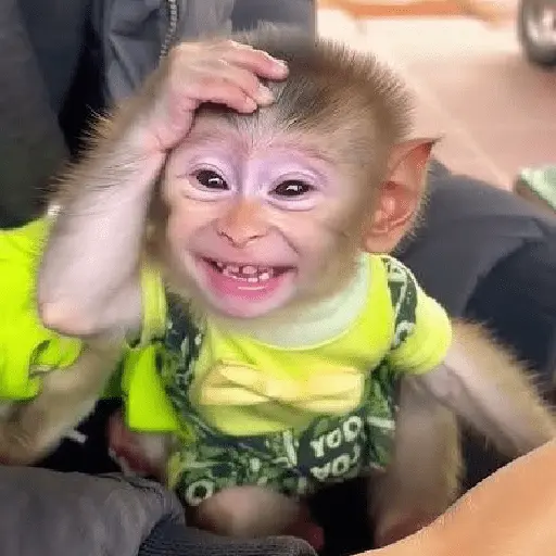monos monitos 😎