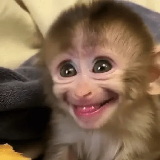 monos monitos 😎