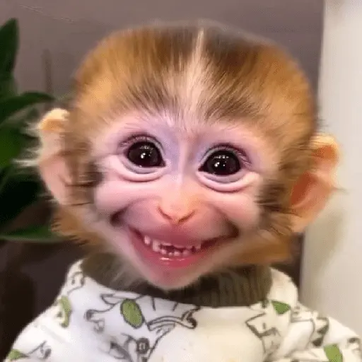 monos monitos 😎