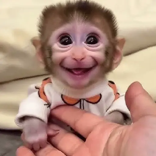 monos monitos 😎