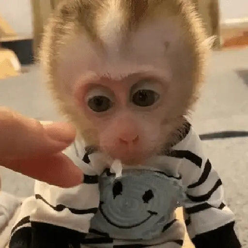 monos monitos 😎