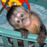 tray-icon