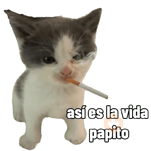 Michis caóticos ⚡😼⚡ sticker 17