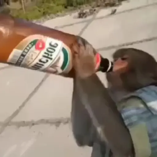 monos y changuitos ⁸ 🐒🦍🦧