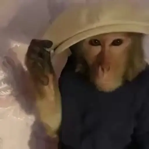 monos y changuitos ⁸ 🐒🦍🦧