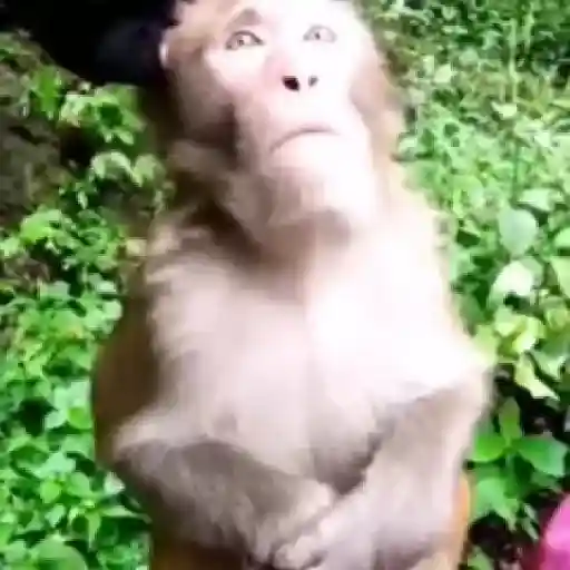 monos y changuitos ⁸ 🐒🦍🦧