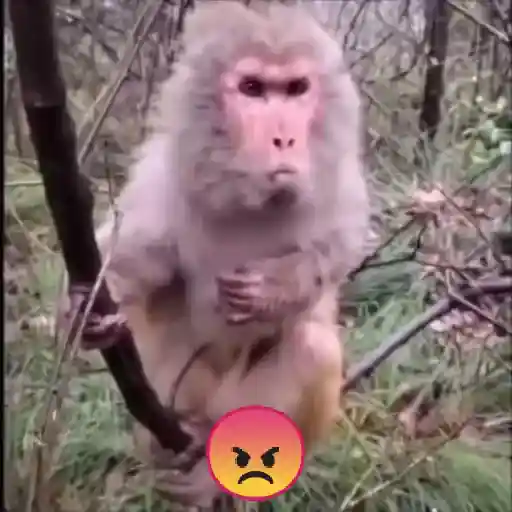 monos y changuitos ⁸ 🐒🦍🦧 preview