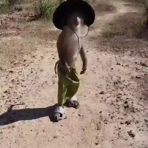 monos y changuitos ⁸ 🐒🦍🦧
