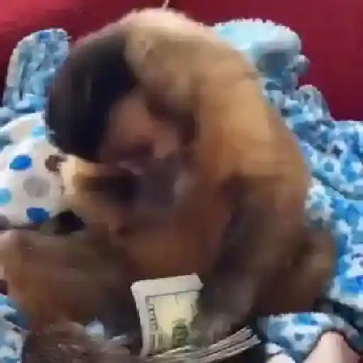 monos y changuitos ⁸ 🐒🦍🦧