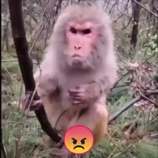 monos y changuitos ⁸ 🐒🦍🦧