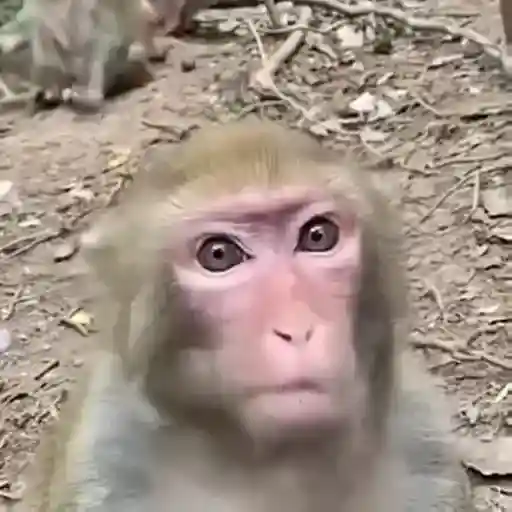 monos y changuitos ⁸ 🐒🦍🦧