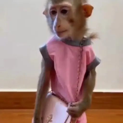 monos y changuitos ⁸ 🐒🦍🦧