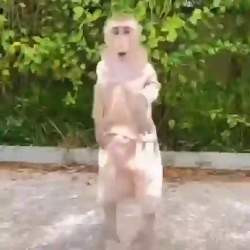 monos y changuitos ⁸ 🐒🦍🦧