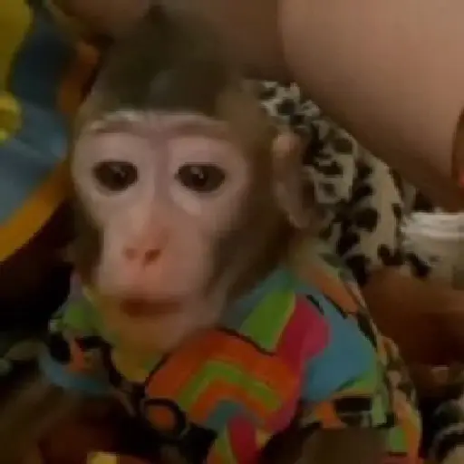 monos y changuitos ⁸ 🐒🦍🦧 preview