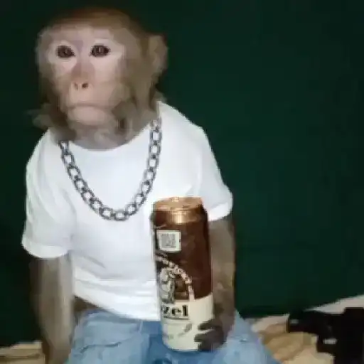 monos y changuitos ⁷ 🦧🦍🐒