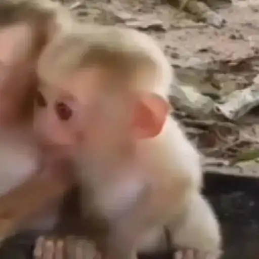 monos y changuitos ⁷ 🦧🦍🐒
