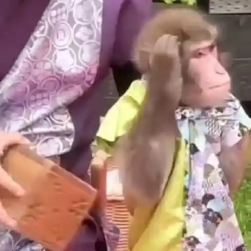 monos y changuitos ⁷ 🦧🦍🐒 preview
