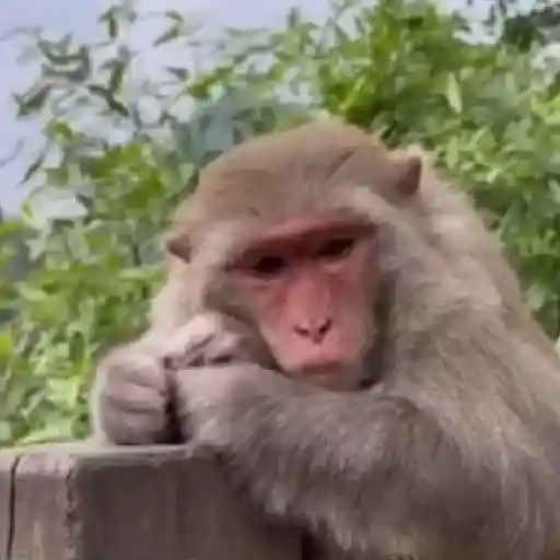 monos y changuitos ⁷ 🦧🦍🐒