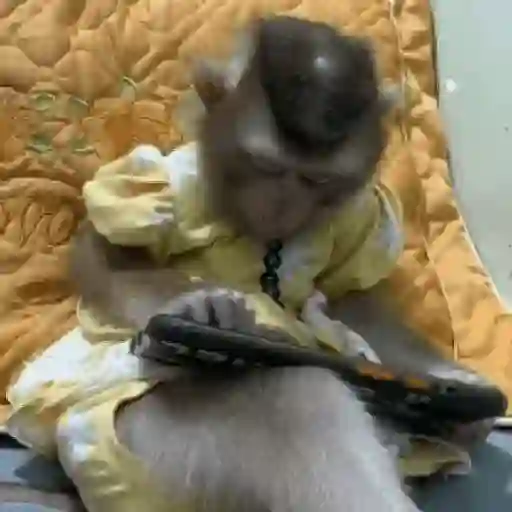 monos y changuitos ⁷ 🦧🦍🐒