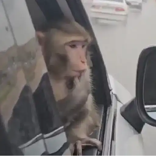 monos y changuitos ⁷ 🦧🦍🐒