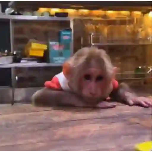 monos y changuitos ⁷ 🦧🦍🐒
