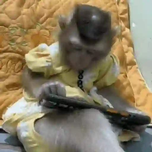 monos y changuitos ⁷ 🦧🦍🐒 preview