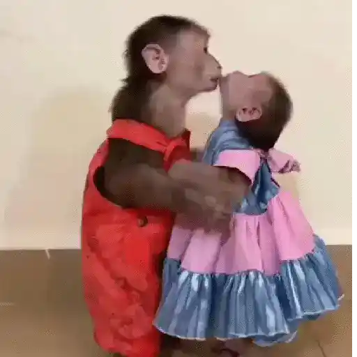 monos y changuitos ⁷ 🦧🦍🐒