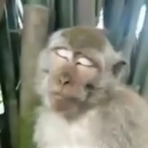 monos y changuitos ⁷ 🦧🦍🐒
